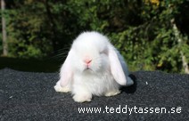 Teddytassens Lillebror (satin)