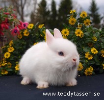 Teddytassens Lilleman