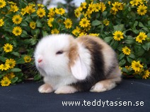 Teddytassens Lillputte (satin)