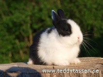 Teddytassens Lind