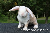 Teddytassens Lindelou (satinrex)