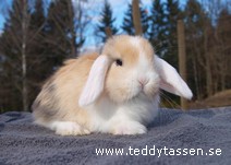 Teddytassens Lingonet