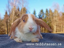 Teddytassens Linn (satin)