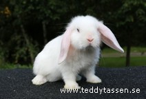 Teddytassens Lione (satin)