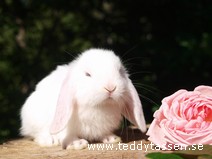 Teddytassens Liselotte