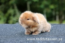 Teddytassens Lizzey (satin)