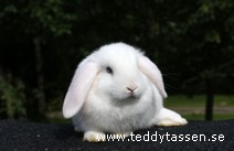 Teddytassens Loch Ness