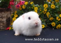 Teddytassens Loffe