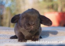 Teddytassens Loket