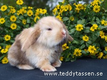 Teddytassens Loppan (satin)