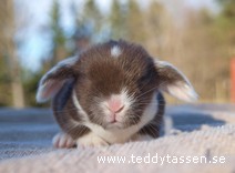 Teddytassens Lova