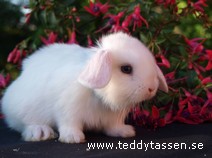 Teddytassens Lova