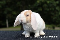 Teddytassens Lubbi (rexpälsad)