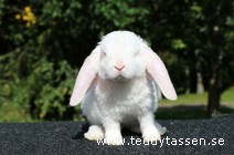 Teddytassens Luffzidor (rexpälsad)