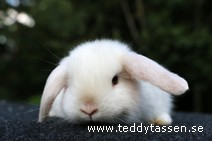 Teddytassens Lufzen (satin)