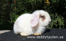 Teddytassens Luzz (satin)