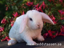 Teddytassens Lycka (rexpälsad)