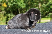 Teddytassens Lärka