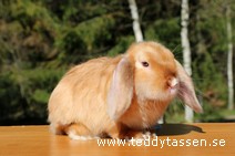 Teddytassens Mac Donald (satin)