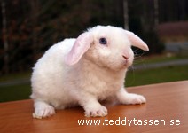 Teddytassens Macarena (rex)