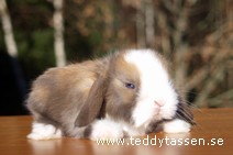 Teddytassens Macco