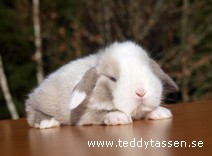 Teddytassens Madicken