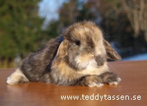 Teddytassens Magnet
