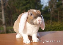 Teddytassens Magnum (rexpälsad)