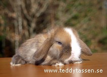 Teddytassens Majsan