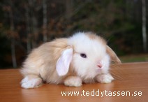 Teddytassens Maldivis (satin)