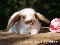 Teddytassens Malva (satinpälsad)