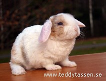 Teddytassens Mamaya (rex)
