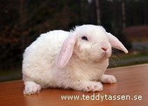Teddytassens Mamba (rex)