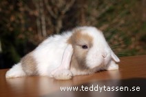 Teddytassens Mandie