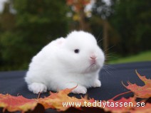 Teddytassens Manfred
