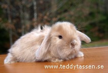 Teddytassens Manjana (satin)