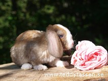 Teddytassens Maria (rexpälsad)