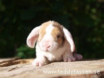 Teddytassens Marion (satinrex)