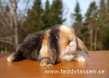 Teddytassens Marley (satin)