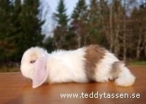 Teddytassens Martini (satin)
