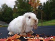 Teddytassens Matilda (satinpälsad)