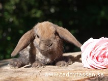 Teddytassens Mats (rexpälsad)