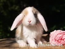 Teddytassens Max