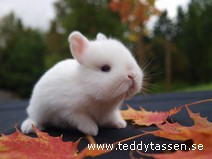 Teddytassens Maxima