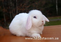 Teddytassens Mega