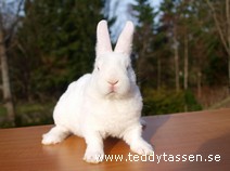 Teddytassens Melanie (rexpälsad)