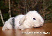 Teddytassens Melody