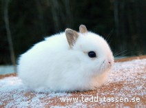Teddytassens Melon