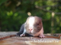 Teddytassens Melvin