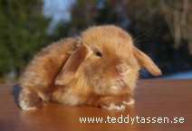 Teddytassens Mercury (satin)